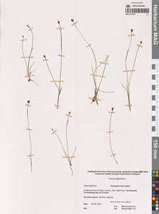 Juncus biglumis L., Siberia, Chukotka & Kamchatka (S7) (Russia)