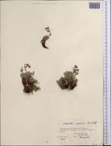 Potentilla pamiroalaica Juz., Middle Asia, Pamir & Pamiro-Alai (M2) (Tajikistan)