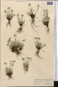 Leontopodium leontopodinum (DC.) Hand.-Mazz., Middle Asia, Pamir & Pamiro-Alai (M2) (Tajikistan)
