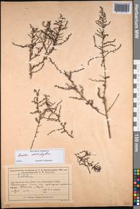 Suaeda microphylla (C. A. Mey.) Pall., Middle Asia, Muyunkumy, Balkhash & Betpak-Dala (M9) (Kazakhstan)