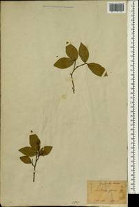 Lindera glauca (Sieb. & Zucc.) Bl., South Asia, South Asia (Asia outside ex-Soviet states and Mongolia) (ASIA) (Japan)