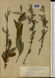 Salix caprea × viminalis, Eastern Europe, North-Western region (E2) (Russia)