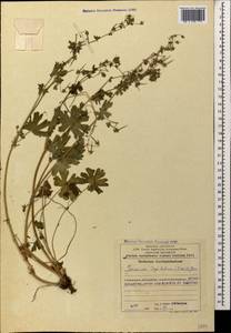 Geranium pyrenaicum Burm. f., Caucasus, Azerbaijan (K6) (Azerbaijan)