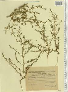 Petrosimonia triandra (Pall.) Simonk., Eastern Europe, Moldova (E13a) (Moldova)