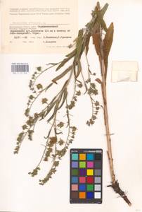 Cynoglossum officinale L., Eastern Europe, Lower Volga region (E9) (Russia)