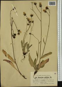 Hieracium viride subsp. intricatum (Arv.-Touv.) Zahn, Western Europe (EUR) (France)