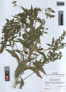 KUZ 003 700, Axyris amaranthoides L., Siberia, Altai & Sayany Mountains (S2) (Russia)
