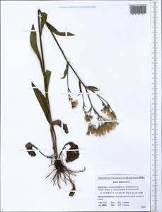 Aster tataricus L. fil., Siberia, Baikal & Transbaikal region (S4) (Russia)