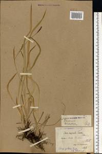 Carex pilosa Scop., Eastern Europe, North Ukrainian region (E11) (Ukraine)