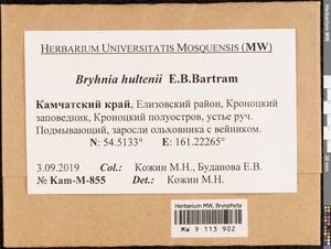 Brachythecium hultenii (E.B. Bartram) Min Li & Y.F. Wang, Bryophytes, Bryophytes - Chukotka & Kamchatka (B21) (Russia)