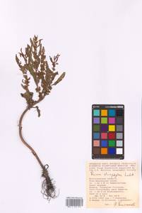 Rumex stenophyllus Ledeb., Eastern Europe, Lower Volga region (E9) (Russia)