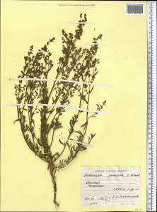 Artemisia pamirica C. Winkl., Middle Asia, Pamir & Pamiro-Alai (M2) (Tajikistan)