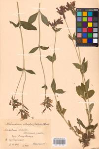 Silene dioica subsp. dioica, Eastern Europe, Moscow region (E4a) (Russia)