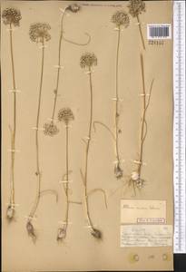 Allium caesium Schrenk, Middle Asia, Muyunkumy, Balkhash & Betpak-Dala (M9) (Kazakhstan)