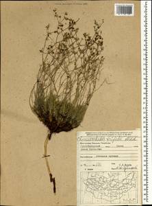 Chamaerhodos trifida Ledeb., Mongolia (MONG) (Mongolia)