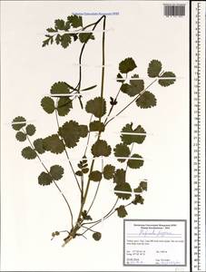 Pimpinella peregrina L., South Asia, South Asia (Asia outside ex-Soviet states and Mongolia) (ASIA) (Turkey)