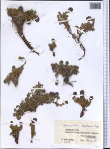 Dracocephalum paulsenii Briq., Middle Asia, Pamir & Pamiro-Alai (M2) (Tajikistan)