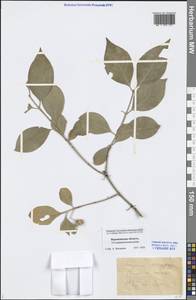 Euonymus europaeus L., Eastern Europe, Central forest-and-steppe region (E6) (Russia)