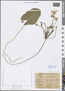Nymphoides peltata (S. G. Gmel.) Kuntze, Siberia, Russian Far East (S6) (Russia)