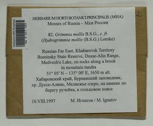 Grimmia mollis Bruch & Schimp., Bryophytes, Bryophytes - Russian Far East (excl. Chukotka & Kamchatka) (B20) (Russia)