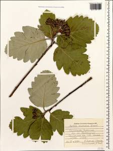 Hedlundia armeniaca (Hedl.) Mezhenskyj, Caucasus, Stavropol Krai, Karachay-Cherkessia & Kabardino-Balkaria (K1b) (Russia)