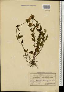 Prunella vulgaris L., Caucasus, Azerbaijan (K6) (Azerbaijan)