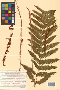 Osmundastrum cinnamomeum subsp. asiaticum (Fern.) Fraser-Jenkins, Siberia, Russian Far East (S6) (Russia)