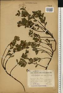 Arctostaphylos uva-ursi (L.) Spreng., Eastern Europe, Volga-Kama region (E7) (Russia)
