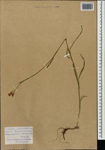 Dianthus cruentus Griseb., Caucasus, Armenia (K5) (Armenia)