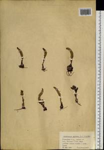 Orostachys spinosa (L.) Mey. ex A. Berger, Siberia, Altai & Sayany Mountains (S2) (Russia)