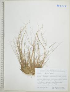 Tripogon chinensis (Franch.) Hack., Siberia, Russian Far East (S6) (Russia)