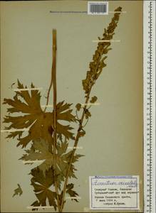 Aconitum orientale Mill., Caucasus, Stavropol Krai, Karachay-Cherkessia & Kabardino-Balkaria (K1b) (Russia)