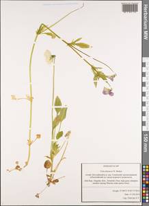 Viola tricolor subsp. tricolor, Siberia, Altai & Sayany Mountains (S2) (Russia)