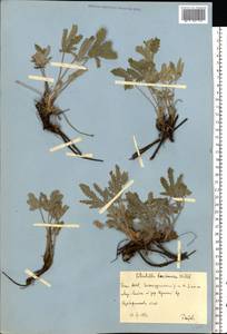 Potentilla recta subsp. laciniosa (Kit. ex Nestler) Nyman, Eastern Europe, Eastern region (E10) (Russia)