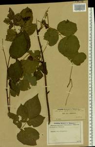 Rubus nessensis Hall, Eastern Europe, North-Western region (E2) (Russia)