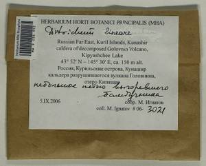 Ditrichum lineare (Sw.) Lindb., Bryophytes, Bryophytes - Russian Far East (excl. Chukotka & Kamchatka) (B20) (Russia)