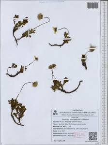 Geum pentapetalum (L.) Makino, Siberia, Russian Far East (S6) (Russia)