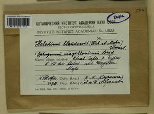 Helodium blandowii (F. Weber & D. Mohr) Warnst., Bryophytes, Bryophytes - Russian Far East (excl. Chukotka & Kamchatka) (B20) (Russia)