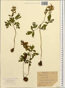Corydalis cava (L.) Schweigg. & Körte, Caucasus, Azerbaijan (K6) (Azerbaijan)