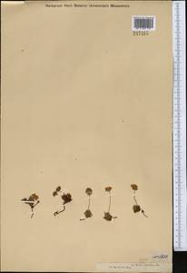 Androsace chamaejasme subsp. lehmanniana (Spreng.) Hultén, Middle Asia, Dzungarian Alatau & Tarbagatai (M5) (Kazakhstan)
