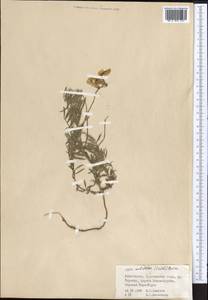 Vicia subvillosa (Ledeb.)Boiss., Middle Asia, Pamir & Pamiro-Alai (M2) (Uzbekistan)
