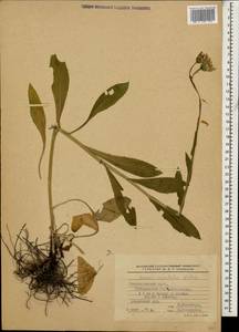 Senecio pseudoorientalis Schischk., Caucasus, Stavropol Krai, Karachay-Cherkessia & Kabardino-Balkaria (K1b) (Russia)