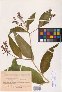Symphytum tanaicense Steven, Eastern Europe, Lower Volga region (E9) (Russia)