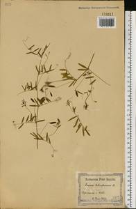 Vicia tetrasperma (L.) Schreb., Eastern Europe, North Ukrainian region (E11) (Ukraine)