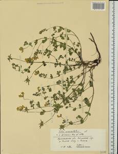 Lotus corniculatus L., Eastern Europe, Northern region (E1) (Russia)