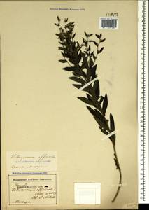 Lithospermum officinale L., Crimea (KRYM) (Russia)