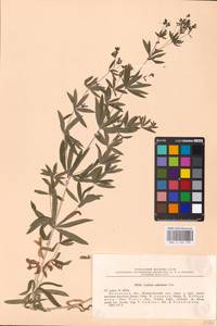 Galium intermedium Schult., Eastern Europe, North-Western region (E2) (Russia)