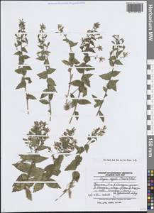 Asyneuma regelii (Trautv.) Bornm., Middle Asia, Pamir & Pamiro-Alai (M2) (Uzbekistan)