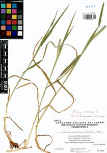Phleum pratense L., Siberia, Baikal & Transbaikal region (S4) (Russia)