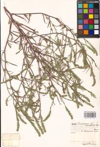 Corispermum elongatum Bunge, Eastern Europe, Moscow region (E4a) (Russia)